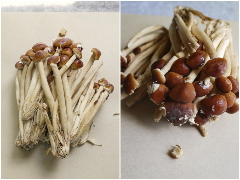 teatreemushroomtofu005