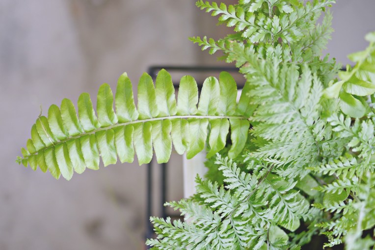 Simple Pleasures // Mono + Co