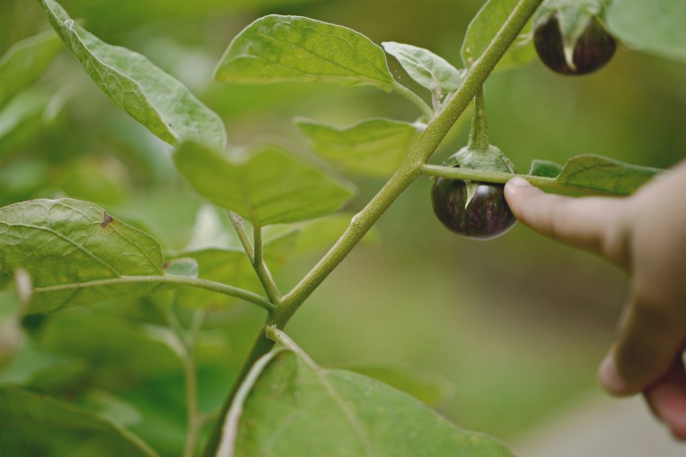 June Holiday Activities + DIY Natural Insect Repellent // Mono + Co